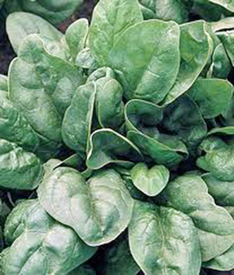 LPR SPINACH , PALAKH Seed(250 per packet)