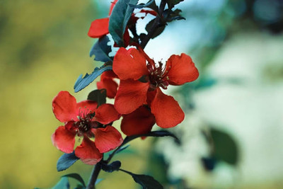 XOLDAA balsam frower Seed(15 per packet)