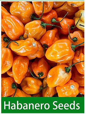 Qualtivate GBPT-1A Habanero Chilli Seed(300 per packet)