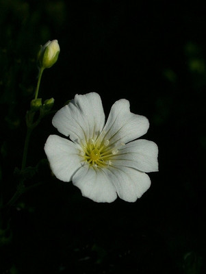 XOLDA Exotic gypsophila Seed(14 per packet)