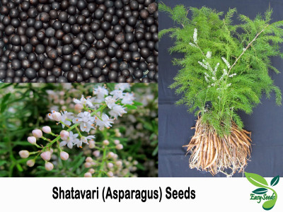 EasySeeds Shatavari, Buttermilk Root, Asparagus, Water root Seed(25 per packet)