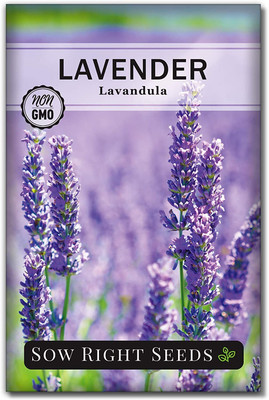 WILLVINE ™ Lavender Seeds-2000 SEEDS Seed(2000 per packet)