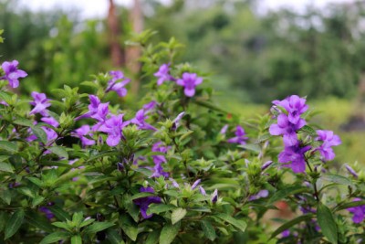 Nema kanakambaram-firecracker-crossandra Seed(20 per packet)