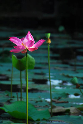 FEVESTA lotus,kamal gatta Seed(10 per packet)
