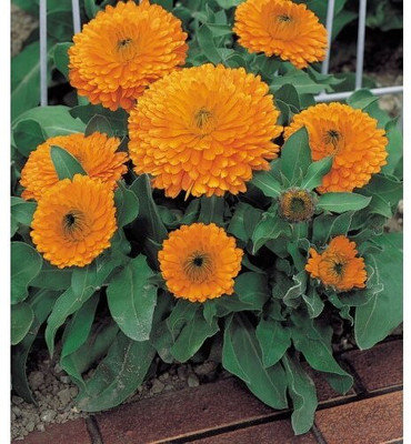 Lorvox Calendula Double Mixed Color Flower Hybrid Seed(16 per packet)
