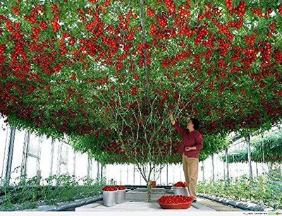CYBEXIS Hardy Russian Tomato Tree Seeds2000 Seeds Seed(2000 per packet)