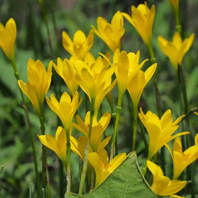 CYBEXIS VVI-89 - Yellow Rain Lily - (180 Seeds) Seed(180 per packet)