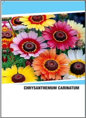 CYBEXIS Hybrid Chrysanthemum Carinatum(120 Seeds) Seed(120 per packet)