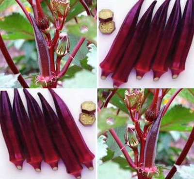 ibains Red bindi seeds Seed(70 per packet)