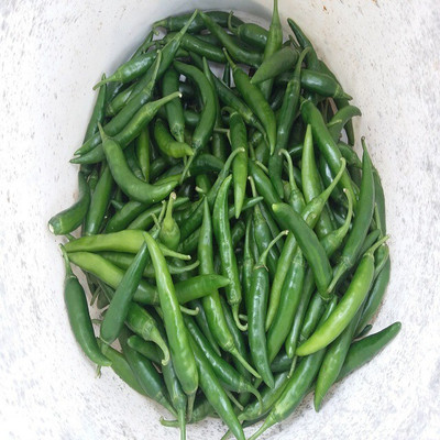 Farmonix High Quality Green Chilli हरी मिर्च Seed(2500 per packet)