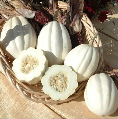 KNESSiN Hybrid Mashed Potato Squash Summer Vegetable Seeds For Gardening - (20 Seeds) Seed(20 per packet)