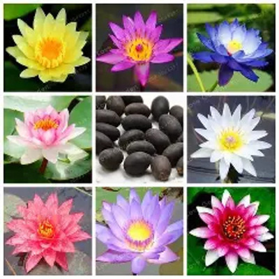 BloomShadow lotus Seed(30 per packet)