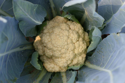 PRATEEBHA TRADERS white cauliflower,gobhee seeds Seed(13 per packet)