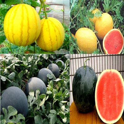 VibeX PUAS-9 - Multicolor Watermelon Mix - (1350 Seeds) Seed(1350 per packet)