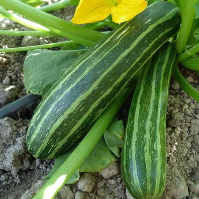 Qualtivate NDIR-206 Organic Cocozelle Zucchini Squash Seed(100 per packet)
