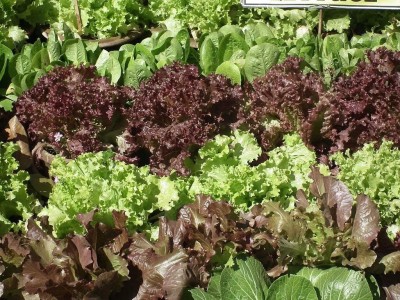 Qualtivate HYB-3A Lettuce - Hydroponic Mix Seed(300 per packet)