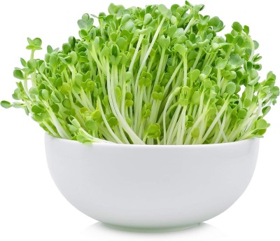 KNESSiN Non-GMO Arugula for Outdoor Garden and Indoor Salad Microgreens-{800 Seeds} Seed(800 per packet)