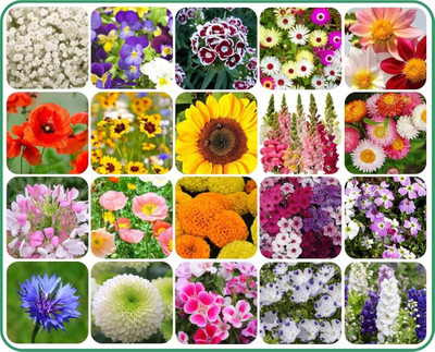 ibains All use combo flower seeds Seed(280 per packet)