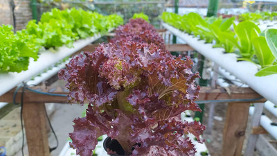 Qualtivate HUA-4A Red Lettuce Seeds Seed(300 per packet)