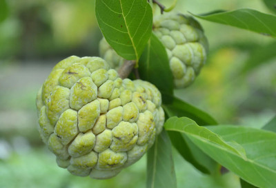 AMAJIT Custard Apple, Sharifa, Sita Fruit Seed(7 per packet)
