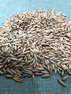 CYBEXIS ATS-50 - Cat Grass(Sweet Oats for Cats) - (4500 Seeds) Seed(4500 per packet)