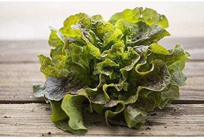 WILLVINE LXI-551 Bronze Mignonette Butterhead Lettuce Seeds Seed(200 per packet)