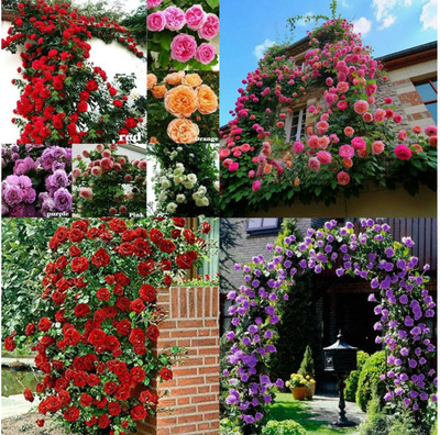 sbains Japanese Climbing Rose Seeds no of seeds 25 Seed(25 per packet)