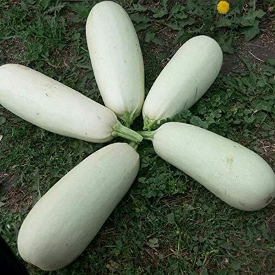 Qualtivate GBPT-5A Zucchini Mush Bush White Giant Seed(30 per packet)
