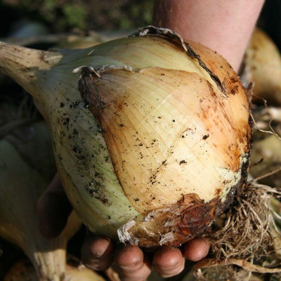 KNESSiN Open-Pollinated Exhibition Onion Vegetable Seeds For Planting-(600 Seeds) Seed(600 per packet)