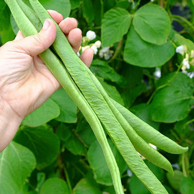 SREE Runner Beans Seed, Seem Seed, Runner Beans Hybird Seed(55 per packet)