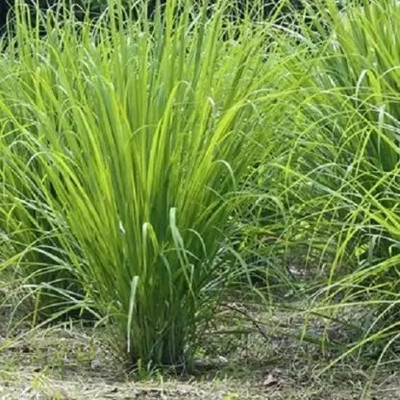 Aro Lemon Grass Seed(40 per packet)