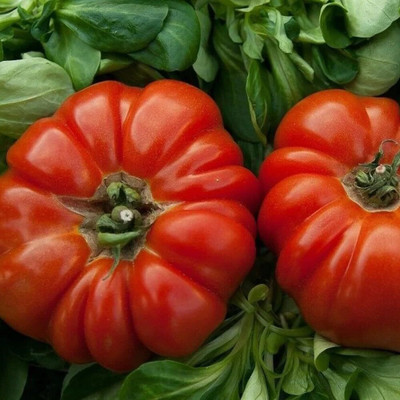 Biosnyg Hybrid Montserrat Tomato Seeds For Gardening - (2000 Seeds) Seed(2000 per packet)