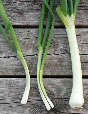 WILLVINE NBIR-383 Nebuka Evergreen Bunching Onion Seeds-3000 Seeds Seed(3000 per packet)