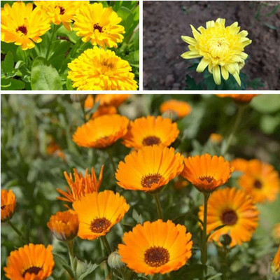 SREE calendula seed, Calendula flower Seed(50 per packet)
