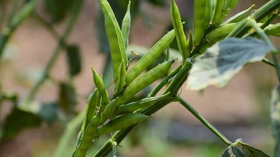 XOLDAA CLUSTER BEANS SEEDS Seed(20 per packet)