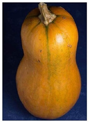 CYBEXIS Butternut Squash (Cucurbita moschata) -Seeds - Pumpkins100 Seeds Seed(100 per packet)