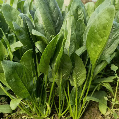 MYLAWN High Quality Spinach Vegetables Seed(200 per packet)