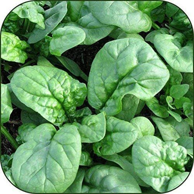CYBEXIS XLR-40 - Organic Spinach - (750 Seeds) Seed(750 per packet)