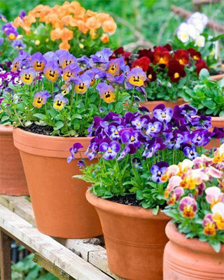 KANAYA Pansy F1 Mixed Color Flower Seeds For Kitchen Gardening Seed(45 per packet)