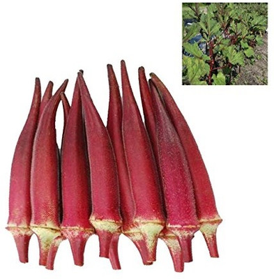 WILLVINE Organic F1 Hybrid Red Okra Seeds-[400 Seeds] Seed(400 per packet)