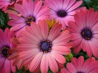 Aywal African Daisy – Dimorphotheca Mixed Color Flower Seed(100 per packet)