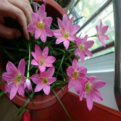 CYBEXIS LX-64 - Zephyranthes 'Pink Lady' - (60 Seeds) Seed(60 per packet)