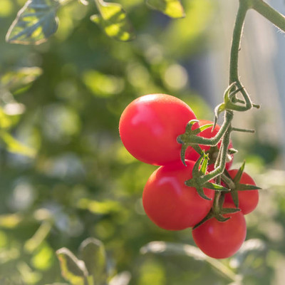 HYBRID CUCUMBER SEEDS tomato Seed(110 per packet)