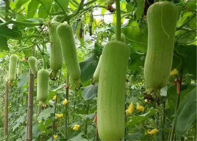 CYBEXIS VXI-36 - Luffa Sponge Gourd - (100 Seeds) Seed(100 per packet)