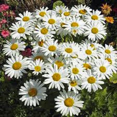 VibeX NDIR-51 - Shasta Daisy White Flower - (60 Seeds) Seed(60 per packet)