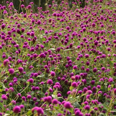 Quentova Gomphrena Purple Flower-VS-4W Seed(40 per packet)