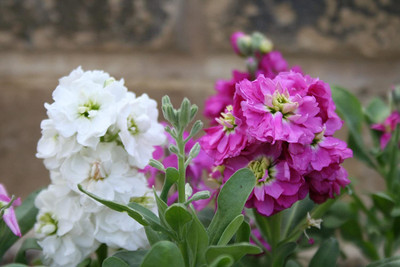 Aywal Large Flowered Ten Week Bedding Stock Seed(40 per packet)