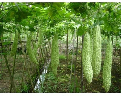 Lorvox BITTER GOURD Seed(70 per packet)