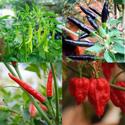 ibains Chilli hybrid seeds 430 Seed(430 per packet)