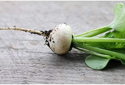 CYBEXIS TLX-7 - Hailstone Radish - (250 Seeds) Seed(250 per packet)